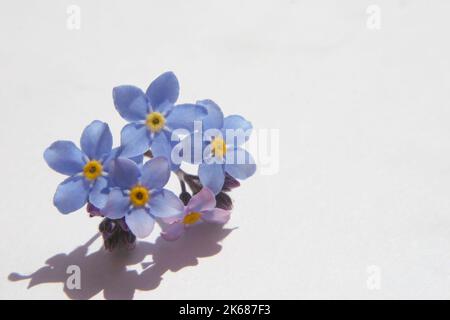 Fleurs de fleurs bleu tendre Forget-me-nots ou Scorpion (Myosotis arvensis) en gros plan Banque D'Images