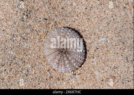 La coquille d'oursin s'est délavée sur la plage de Riambel. Riambel sur la côte sud près du Surinam, Maurice Banque D'Images