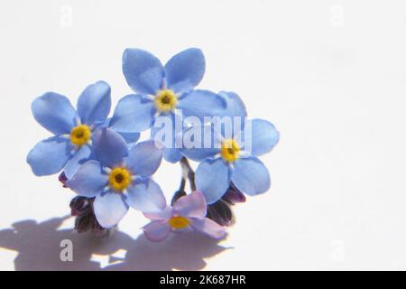 Fleurs de fleurs bleu tendre Forget-me-nots ou Scorpion (Myosotis arvensis) en gros plan Banque D'Images