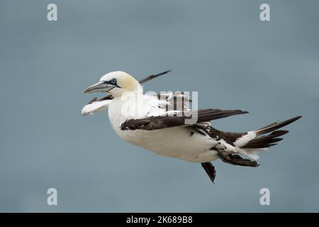 Northern Gannet Morus bassanus, un seul oiseau en plumage de 3rd ans en vol, Yorkshire, Royaume-Uni, août Banque D'Images