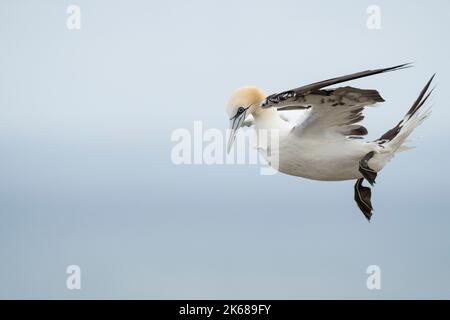 Northern Gannet Morus bassanus, un seul oiseau plumâge de 3rd ans en vol, Yorkshire, Royaume-Uni, août Banque D'Images