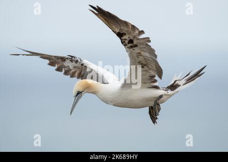 Northern Gannet Morus bassanus, un seul oiseau en plumage de 3rd ans en vol, Yorkshire, Royaume-Uni, août Banque D'Images