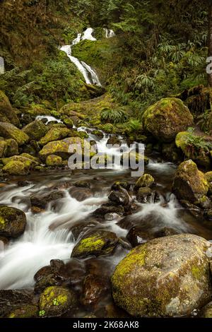 WA22227-00...WASHINGTON - Merriman Falls sur le ruisseau Merriman dans la région de la forêt tropicale de Quinault dans la forêt nationale olympique. Banque D'Images