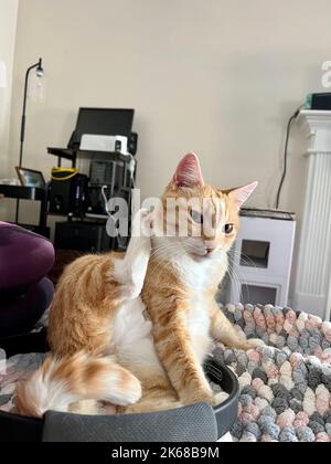 Mika le tabby orange qui se rafraîchi sur la sucette Banque D'Images