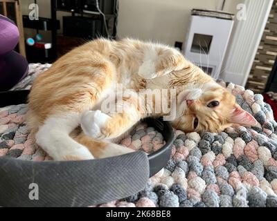 Mika le tabby orange qui se rafraîchi sur la sucette Banque D'Images