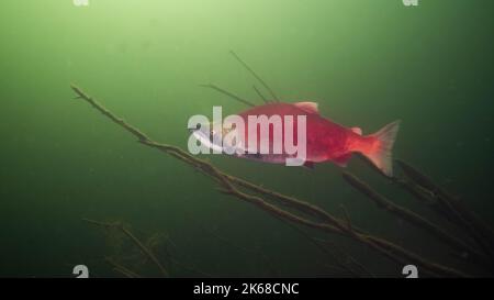 Saumon rouge dans les eaux profondes du lac Shuswap, en Colombie-Britannique, au Canada. Banque D'Images