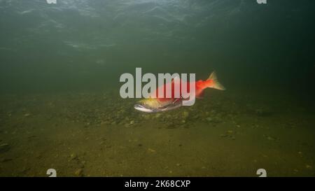 Saumon rouge adulte dans le lac shuswap, dans le bras Salmon, Colombie-Britannique, Canada. Banque D'Images