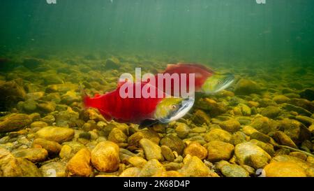 Saumon rouge dans la rivière Adams, en Colombie-Britannique, Canada. Banque D'Images