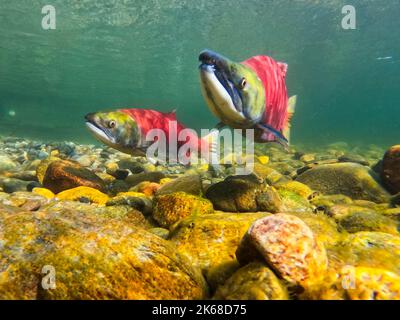 Saumon mâle et femelle dans la rivière Adams, en Colombie-Britannique, Canada. Banque D'Images