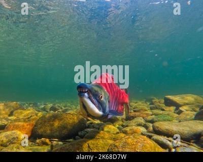 Saumon rouge adulte dans la rivière Adams, Colombie-Britannique, Canada. Banque D'Images