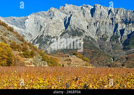 Vignobles de la commune viticole de Chamoson dans la vallée du Rhône en face des parois rocheuses du massif du Haut de Cry, Chamoson, Valais, Suissanlan Banque D'Images