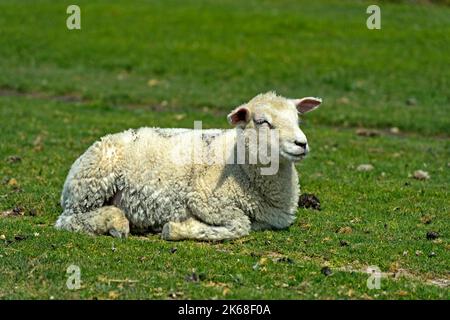 Texel Sheep, Agneau reposant sur le pâturage dans le marais, Parc national de la mer des Wadden du Schleswig-Holstein, Westerhever, Schleswig-Holstein, Allemagne Banque D'Images