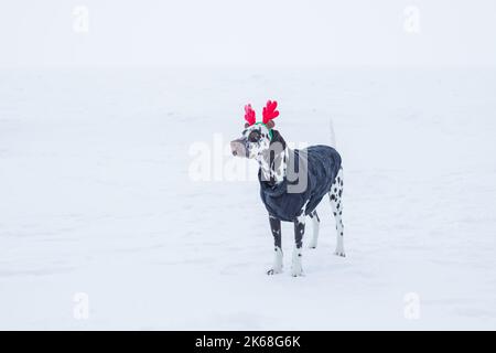 Chien drôle et mignon dans les bois de cerf drôle se tient dans la neige en hiver.chiot dalmatien avec des cornes de cerf sur sa tête.vacances famille confortable nouvel an et Banque D'Images