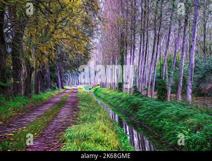 Route de terre de campagne à Lomellina pendant un automne humide Banque D'Images