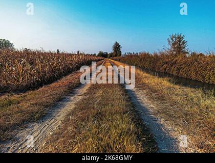 Pays dirt road in Lomellina au coucher du soleil Banque D'Images