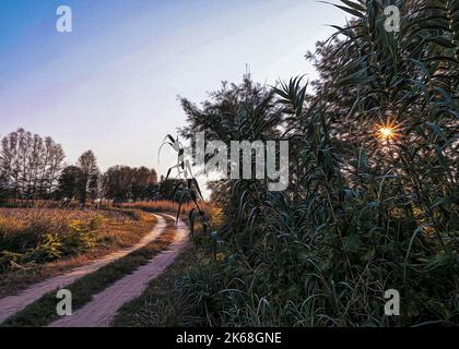 Pays dirt road in Lomellina au coucher du soleil Banque D'Images