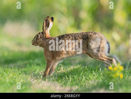 Un lièvre brun ( Lepus europaeus ) ayant un bon étirement dans la prairie de fermiers .Suffolk, Royaume-Uni Banque D'Images