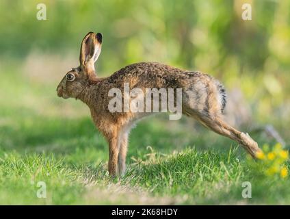 Un lièvre brun ( Lepus europaeus ) ayant un bon étirement dans la prairie de fermiers .Suffolk, Royaume-Uni Banque D'Images