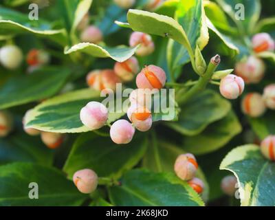 Fruits d'Euonymus fortunei Émeraude et Or - Euonymus de Fortune Banque D'Images