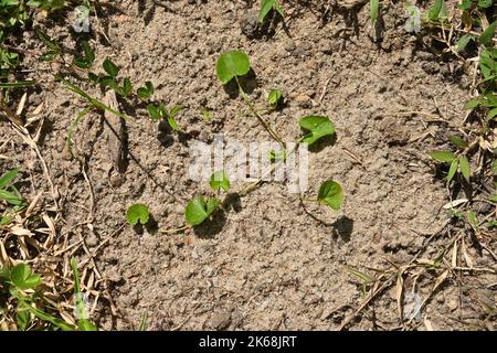Vue en hauteur d'une plante asiatique en pleine croissance (Centella Asiatica) sur un sol sablonneux avec l'herbe environnante Banque D'Images