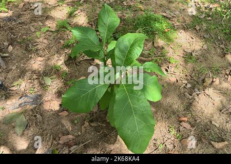 Cette vue montre une petite plante de teck en croissance (Tectona Grandis) au Sri Lanka. Banque D'Images