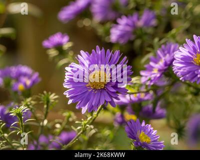 Gros plan sur Aster novae-angliae 'Purple Dome' qui pousse dans un jardin britannique Banque D'Images