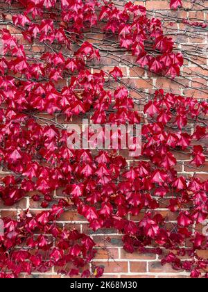 Des feuilles rouges de Parthenocissus Tricuspidata, communément appelées Boston Ivy, poussent un mur, en automne. Banque D'Images