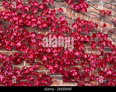 Des feuilles rouges de Parthenocissus Tricuspidata, communément appelées Boston Ivy, poussent un mur, en automne. Banque D'Images