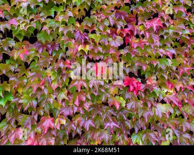 Les feuilles vertes du Parthenocissus Tricuspidata (communément appelé Boston Ivy) deviennent rouges en automne. Banque D'Images