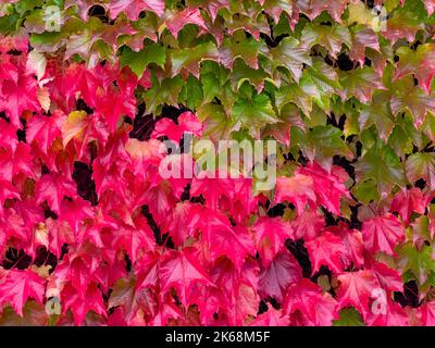 Des feuilles rouges et vertes de Parthenocissus Tricuspidata, communément appelées Boston Ivy, poussent un mur en automne. Banque D'Images