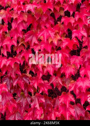 Des feuilles rouges de Parthenocissus Tricuspidata, communément appelées Boston Ivy, poussent un mur en automne. Banque D'Images