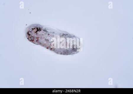 Vue en grand angle d'une empreinte isolée d'une chaussure sur de la neige fraîche. Copier l'espace Banque D'Images