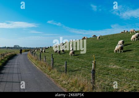 Femme sur un vélo passant des moutons sur un lévee le long de la piste cyclable Weser au sud de Bremerhaven. Banque D'Images