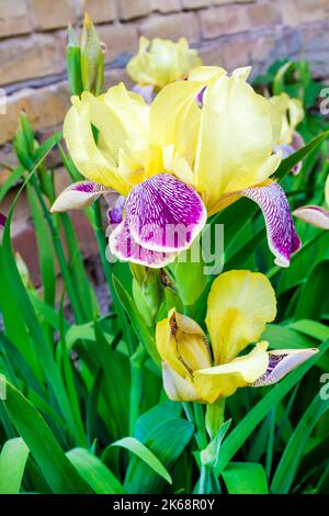 Les fleurs de l'iris du cultivar violet et jaune se ferment sur le fond du mur de briques Banque D'Images