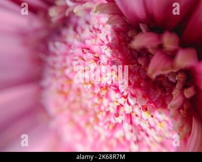 Macro photographie du centre d'une fleur rose Banque D'Images