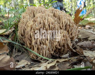 Gros plan sur le champignon Ramaria, dans l'environnement naturel. Banque D'Images