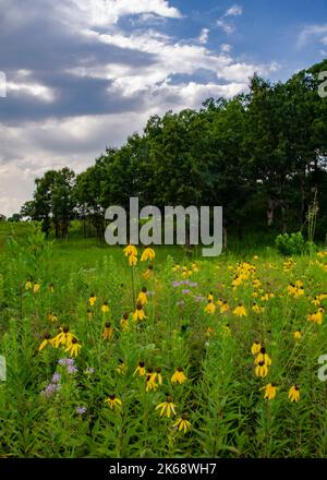 La fleur de Coneflower des Prairies ou la fleur de Coneflower à tête grise fleurit dans la prairie à la fin de juillet, Nachusa Grasslands nature Conservancy, Ogle & Lee Counties, Illin Banque D'Images