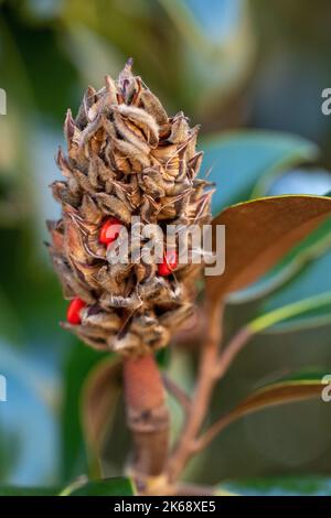 Un cliché sélectif du cône de magnolia du sud (Magnolia grandiflora) Banque D'Images