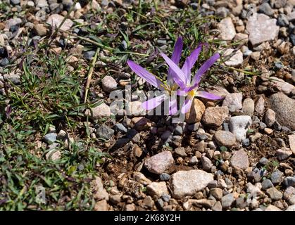 Gros plan détaillé de la Merendera pyrénéenne, Colchicum montanum, en fleur en automne dans les Pyrénées espagnoles Banque D'Images