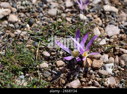 Gros plan détaillé de la Merendera pyrénéenne, Colchicum montanum, en fleur en automne dans les Pyrénées espagnoles Banque D'Images