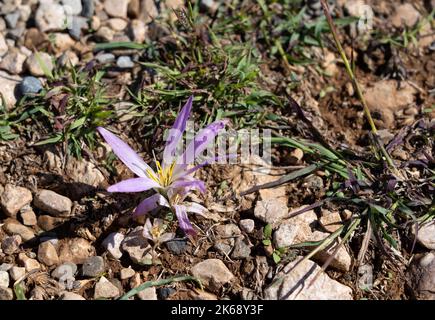 Gros plan détaillé de la Merendera pyrénéenne, Colchicum montanum, en fleur en automne dans les Pyrénées espagnoles Banque D'Images