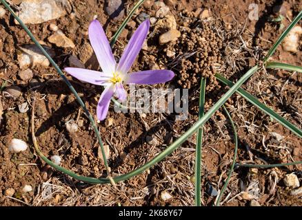 Gros plan détaillé de la Merendera pyrénéenne, Colchicum montanum, en fleur en automne dans les Pyrénées espagnoles Banque D'Images