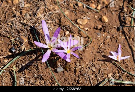 Gros plan détaillé de la Merendera pyrénéenne, Colchicum montanum, en fleur en automne dans les Pyrénées espagnoles Banque D'Images