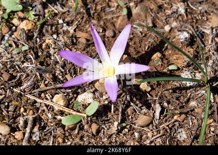 Gros plan détaillé de la Merendera pyrénéenne, Colchicum montanum, en fleur en automne dans les Pyrénées espagnoles Banque D'Images