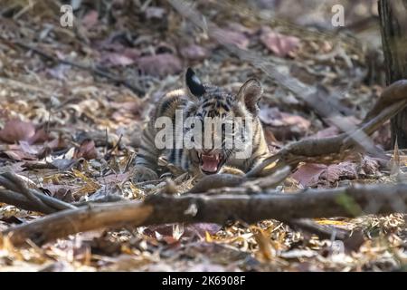 Un bébé tigre sauvage, âgé de deux mois, dans la forêt de l'Inde, le Madhya Pradesh Banque D'Images