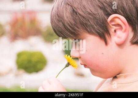 Enfant, garçon sentant une fleur jaune, détail de l'enfant avec la plante près du nez. Portrait d'enfant avec espace de copie pour le texte. Banque D'Images