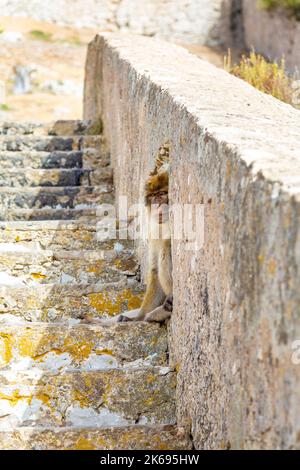 Singe de Barbarie à l'escalier du mur Charles V, réserve naturelle d'Upper Rock, Gibraltar Banque D'Images