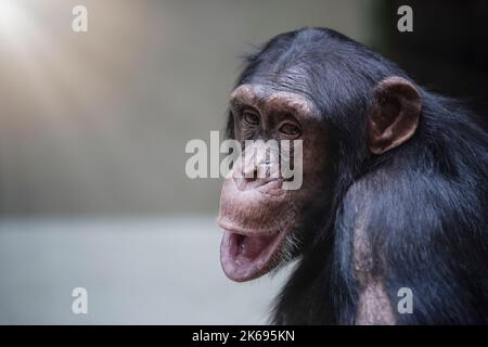 Gros plan sur le chimpanzé. Visage de chimpanzé drôle tourné avec une mise au point sélective et un espace de copie. Banque D'Images