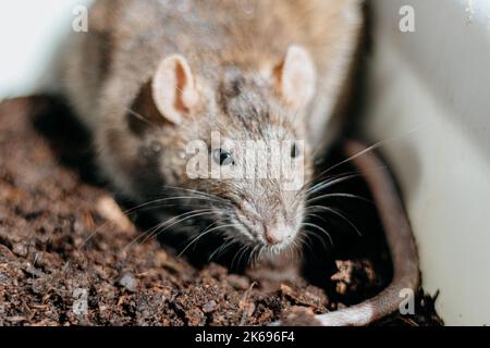 Gros plan d'un rat brunâtre gris qui mange de la nourriture sèche Banque D'Images