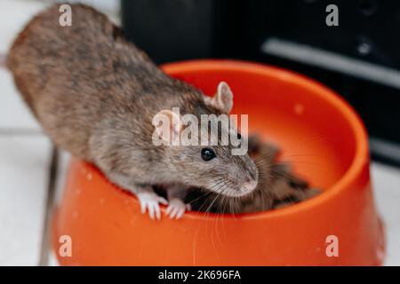 Gros plan d'un rat brunâtre gris mangeant de la nourriture sèche dans un bol orange Banque D'Images